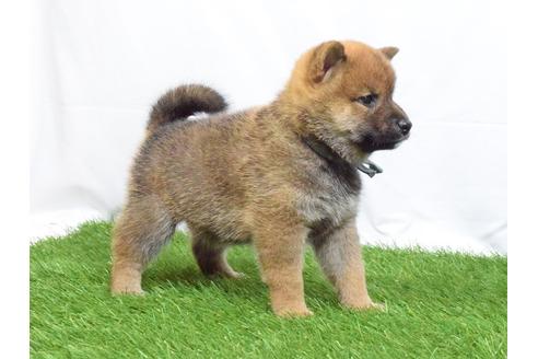 成約済の埼玉県の柴犬-51154の2枚目