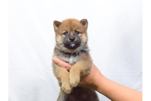 成約済の埼玉県の柴犬-51154の1枚目