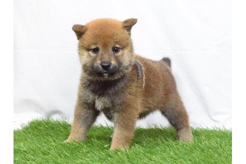 成約済の埼玉県の柴犬-51155の5枚目