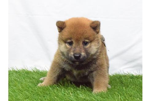 成約済の埼玉県の柴犬-51155の4枚目