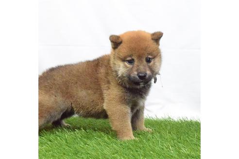 成約済の埼玉県の柴犬-51155の3枚目