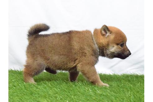 成約済の埼玉県の柴犬-51155の2枚目