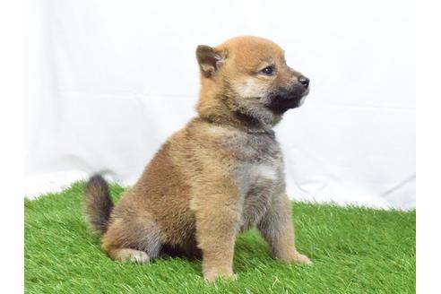 成約済の埼玉県の柴犬-51155の1枚目
