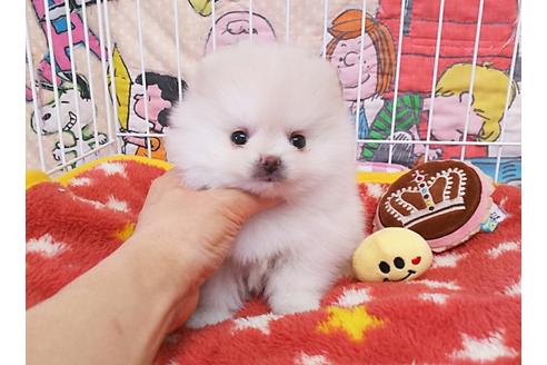 成約済の秋田県のポメラニアン-51159の1枚目