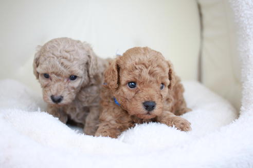 成約済の滋賀県のトイプードル-49918の5枚目