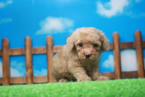 成約済の滋賀県のトイプードル-51168の5枚目