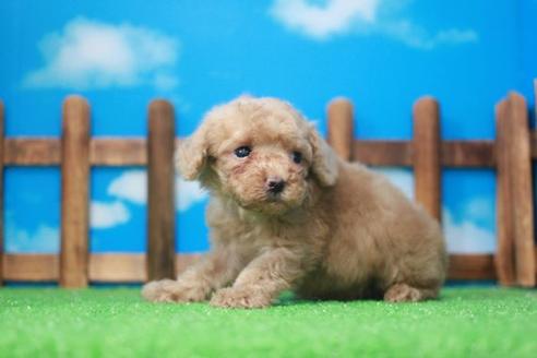 成約済の滋賀県のトイプードル-51168の4枚目