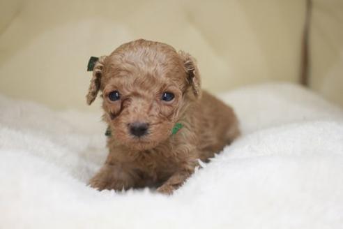 成約済の滋賀県のトイプードル-51168の2枚目