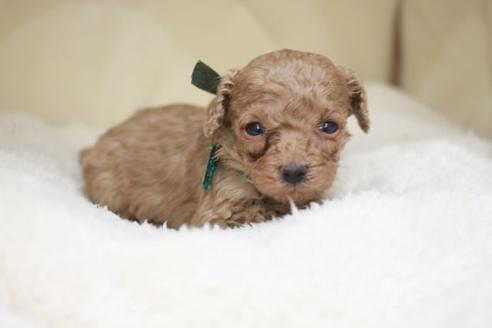 成約済の滋賀県のトイプードル-51168の1枚目