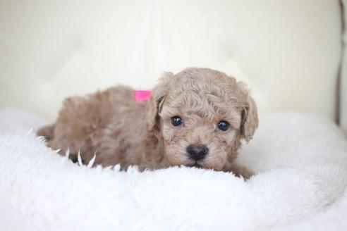 成約済の滋賀県のトイプードル-51169の3枚目