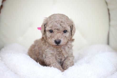 成約済の滋賀県のトイプードル-51169の2枚目