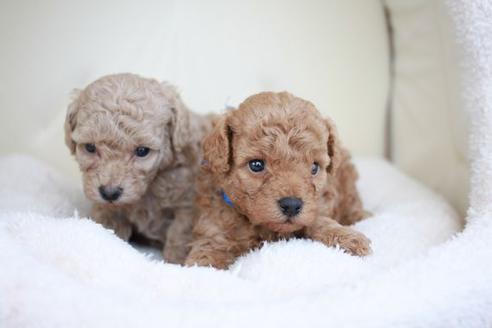 成約済の滋賀県のトイプードル-51169の1枚目