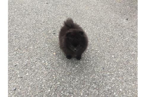 成約済の福岡県のポメラニアン-48354の4枚目