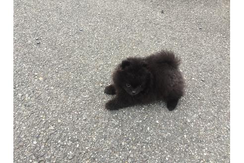 成約済の福岡県のポメラニアン-48354の3枚目