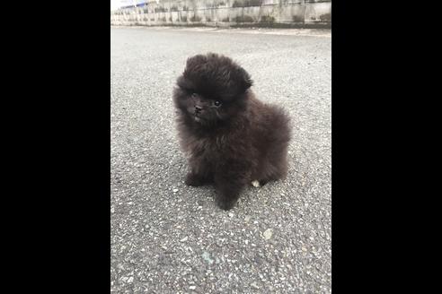 成約済の福岡県のポメラニアン-48354の1枚目