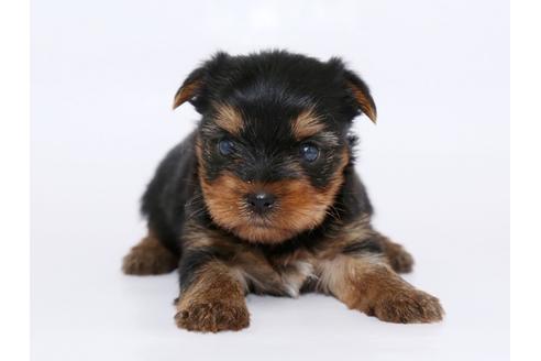 成約済の栃木県のヨークシャーテリア-51205の1枚目