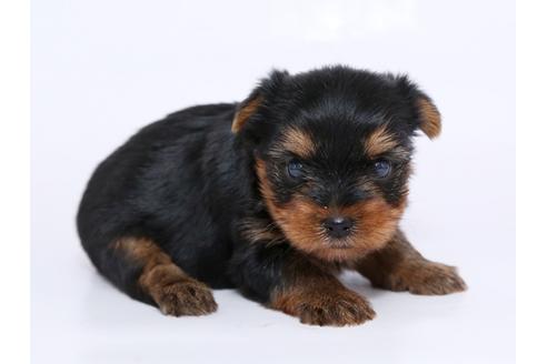 成約済の栃木県のヨークシャーテリア-51205の2枚目