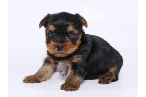 成約済の栃木県のヨークシャーテリア-51205の3枚目