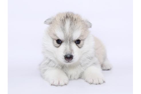 成約済の栃木県のシベリアンハスキー-51206の1枚目