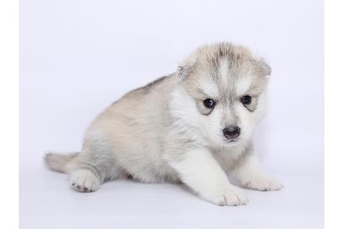 成約済の栃木県のシベリアンハスキー-51206の2枚目