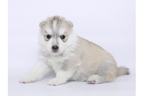 成約済の栃木県のシベリアンハスキー-51206の3枚目