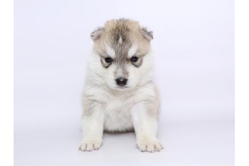 成約済の栃木県のシベリアンハスキー-51207の2枚目