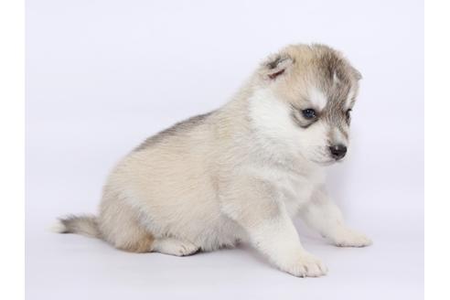 成約済の栃木県のシベリアンハスキー-51207の3枚目