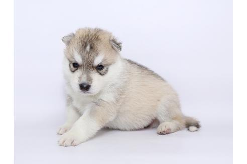 成約済の栃木県のシベリアンハスキー-51207の1枚目