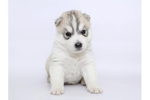 成約済の栃木県のシベリアンハスキー-51208の2枚目