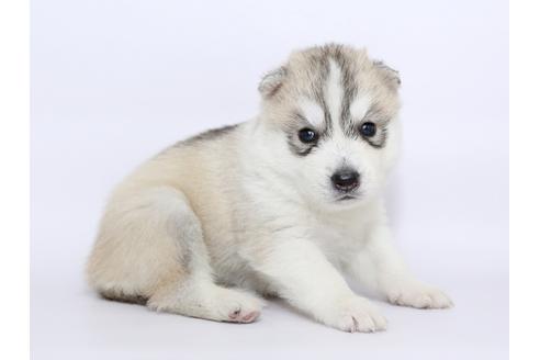 成約済の栃木県のシベリアンハスキー-51208の3枚目