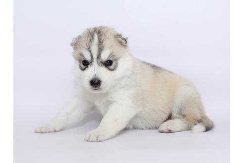 成約済の栃木県のシベリアンハスキー-51208の1枚目