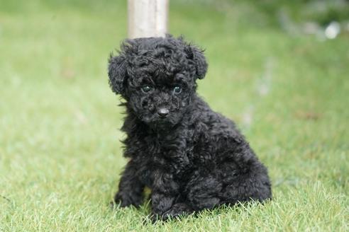 子犬