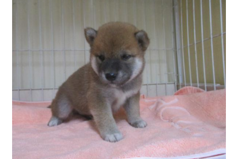 成約済の岡山県の柴犬-51223の2枚目