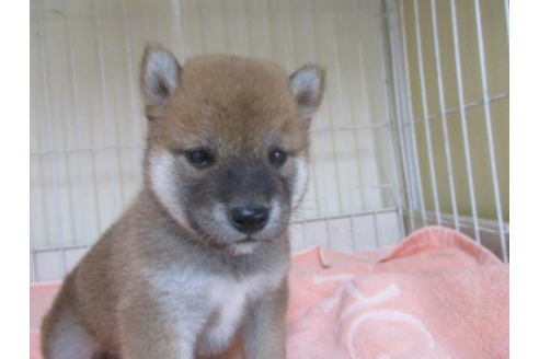 成約済の岡山県の柴犬-51223の1枚目