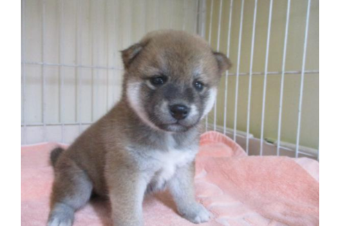 成約済の岡山県の柴犬-51224の2枚目