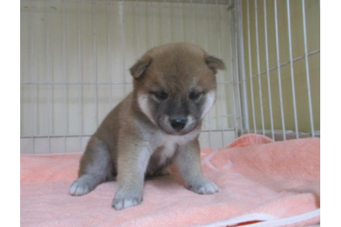 成約済の岡山県の柴犬-51224の1枚目