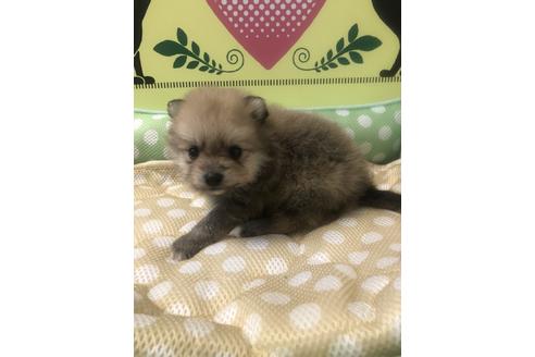 成約済の栃木県のポメラニアン-51231の1枚目