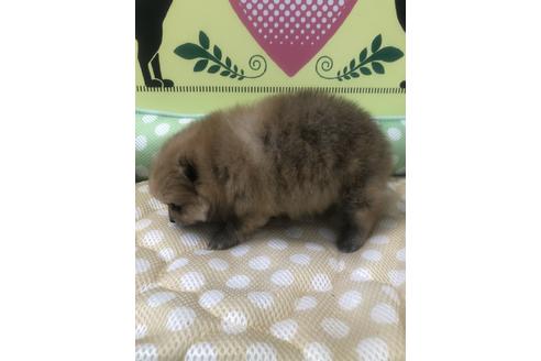 成約済の栃木県のポメラニアン-51232の1枚目