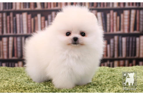 成約済の愛知県のポメラニアン-51240の7枚目