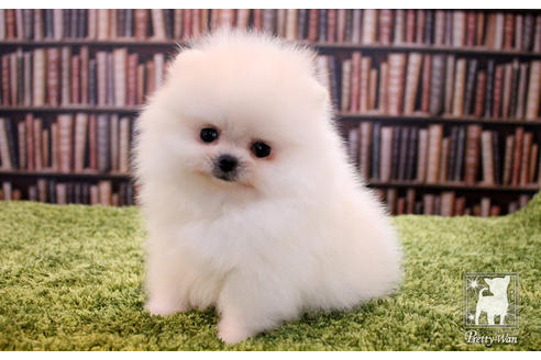 成約済の愛知県のポメラニアン-51240の6枚目