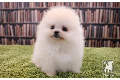 成約済の愛知県のポメラニアン-51240の5枚目