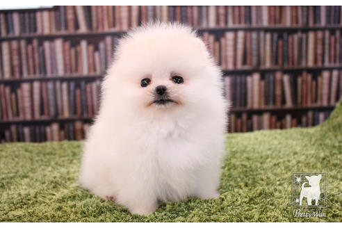 成約済の愛知県のポメラニアン-51240の4枚目