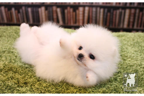 成約済の愛知県のポメラニアン-51240の2枚目