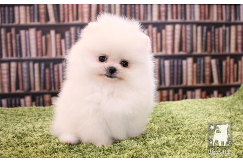 成約済の愛知県のポメラニアン-51240の1枚目