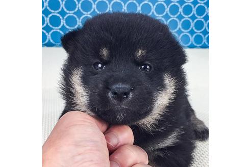 成約済の愛知県の柴犬-51280の2枚目