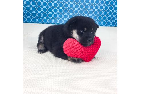 成約済の愛知県の柴犬-51280の3枚目
