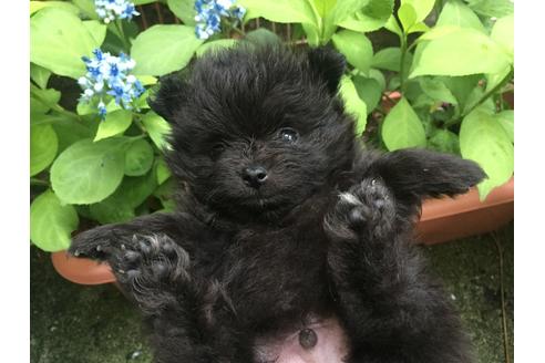 成約済の福岡県のポメラニアン-51201の4枚目