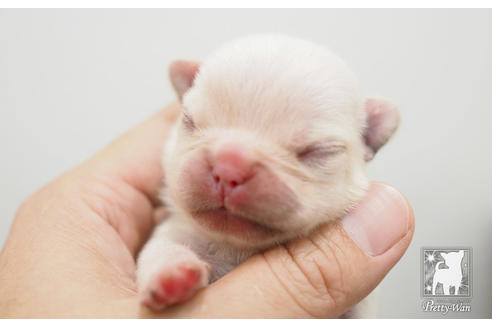 成約済の愛知県のフレンチブルドッグ-51334の3枚目