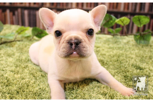 成約済の愛知県のフレンチブルドッグ-51334の1枚目