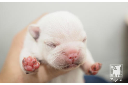 成約済の愛知県のフレンチブルドッグ-51341の3枚目